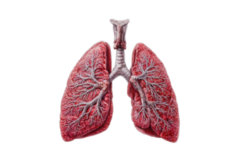 Detailed medical illustration of the human respiratory system, showing lungs and airways