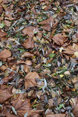 autumn leaves on the ground