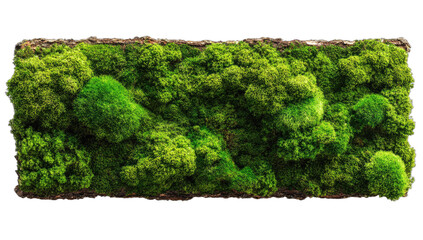 Lush green moss patch with diverse textures and shades, framed by natural bark