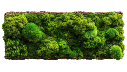 Lush green moss patch with diverse textures and shades, framed by natural bark
