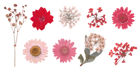 Pressed Red and Pink Flowers Collection  for Collage Srapbook Journaling