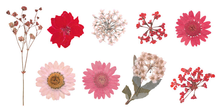 Collection of Pressed Dried Flowers Red and Pink Flowers Cut Out for Collage Srapbook Journaling