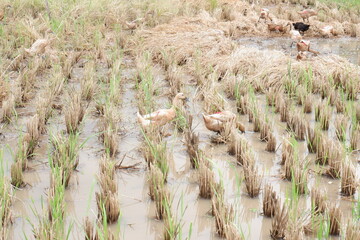 Group of Javanese Ducks Foraging on The Paddy Field after Harvest