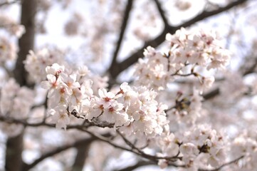春の桜