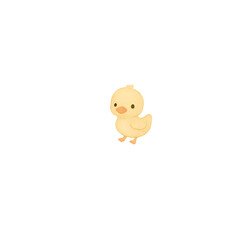 baby chicken on white