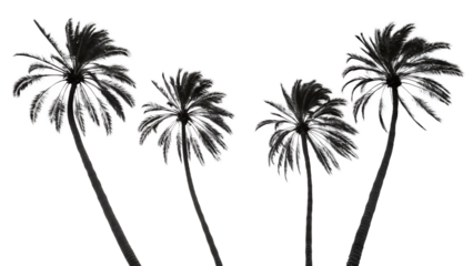Palm trees w shape silhouette transparent background high Contrast