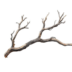 Isolated gnarled weathered bare tree branch with intricate patterns on dark background