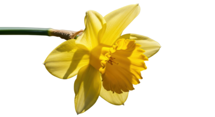 A beautiful yellow daffodil flower with a ruffled trumpet and delicate petals is illuminated by bright, direct sunlight, showcasing its vibrant color and intricate texture