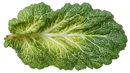 Detailed view of a textured green leaf with prominent white veins