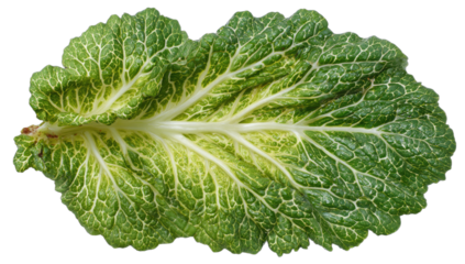 Detailed view of a textured green leaf with prominent white veins