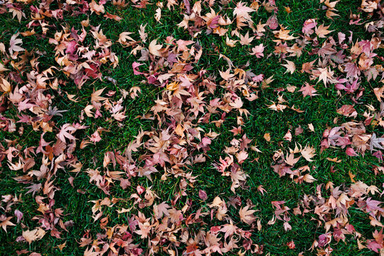 Autumn leaves on the grass. top view. Beautiful natural background.