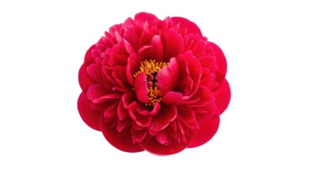 A gorgeous, fully bloomed red peony flower covered in fresh morning dew, showcasing its intricate layers of soft petals and bright yellow stamens in a detailed top-down view