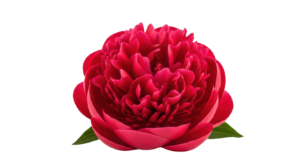 A stunning macro photograph of a single vibrant red peony flower in full bloom, showcasing its intricate layers of delicate, velvety petals and two fresh green leaves