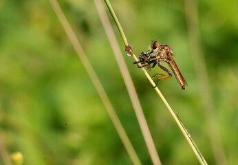 Robberfly eat on the grass