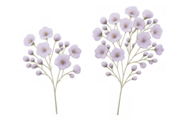 Delicate gypsophila flowers with soft purple petals and green stems blooming, isolated on transparent background