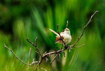 bird on a branch