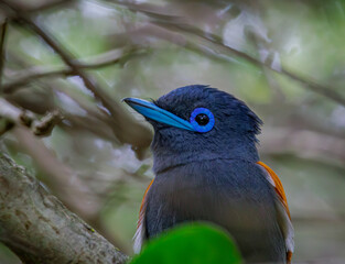 African Paradise Flycatcher