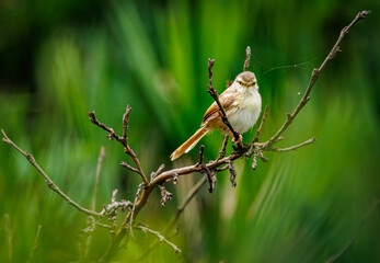 bird on a branch