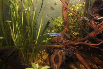 Nice colorful fishes in aquarium