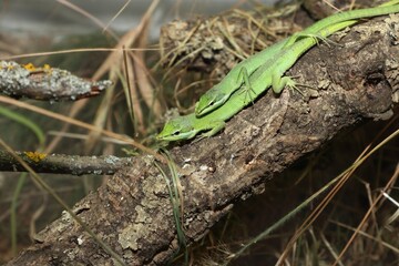 Small green lizards in grass