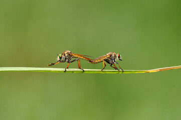Robberfly mating on a leaf