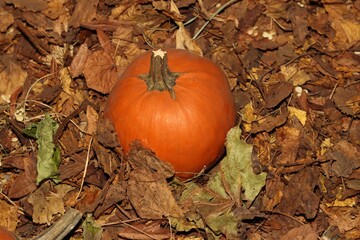 Halloween still live with pumpkin