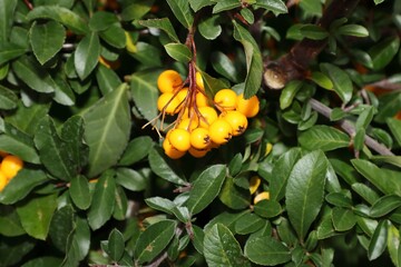Haw shrub with yellow berries