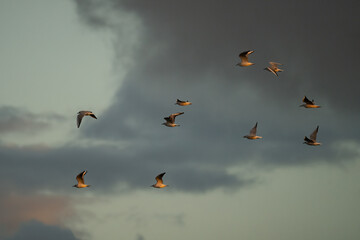 A Flock of Slender Billed Gulls in Flight