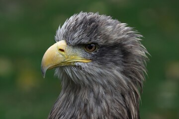 Portraite of white-tailed young eagle