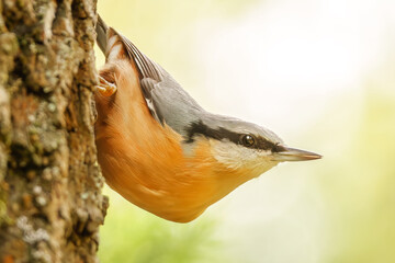 Kleiber hängt am Baumstamm
