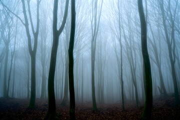 Foggy forest landscape background with trees and nature photography