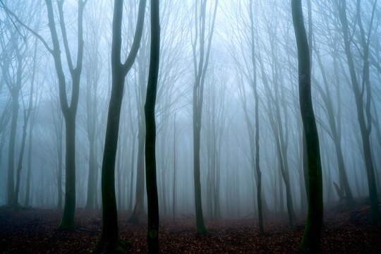Foggy forest landscape background with trees and nature photography - Powered by Adobe