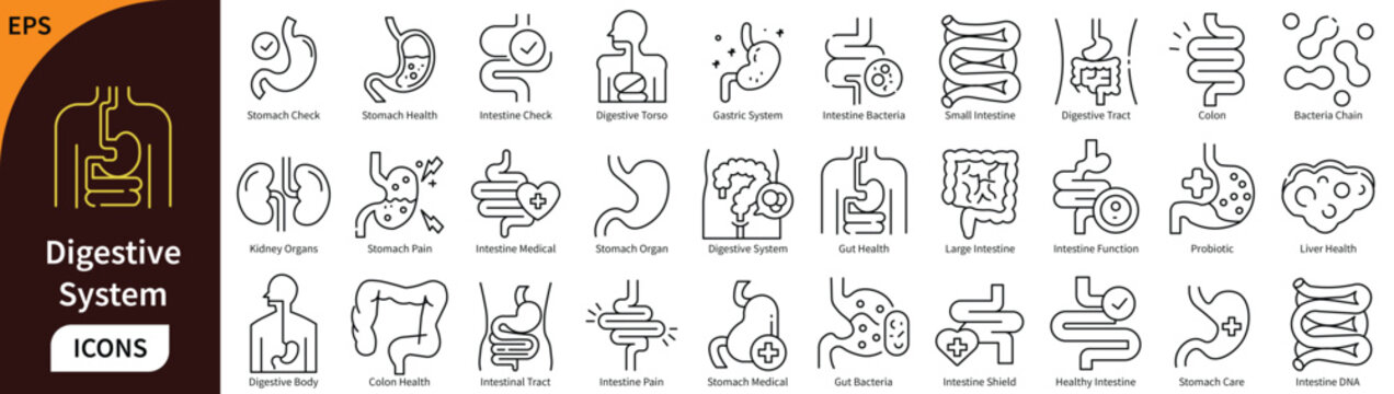 Digestive System Line Icons Set. Medical Anatomy, Gastrointestinal Organs, Gut Health, and Stomach Disease Vector Symbols.