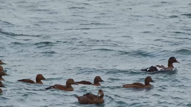 A group of common eider ducks (Somateria mollissima) swims and dives in the cold, choppy waters off the coast of Iceland. The footage captures the serene yet rugged natural beauty of the Icelandic coa
