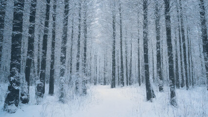 winter forest in snowdrifts