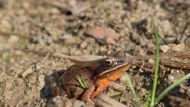 
4K 매크로 깨끗한 환경에서 발견된 한국 산개구리, 생태계 및 자연 보호2,
4K Macro Shot: Wild Asian Brown Frog (Rana) Showing Bright Orange Belly Pattern on Dirt
