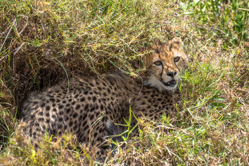 Cheetah cub seeking shade, Serengeti National Park, Tanzania