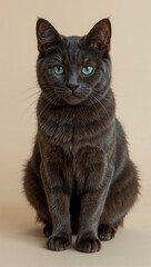 Fototapeta premium Beautiful smoky gray cat with green eyes sitting on neutral background, whiskers forward, short fur, calm expression, domestic pet portrait