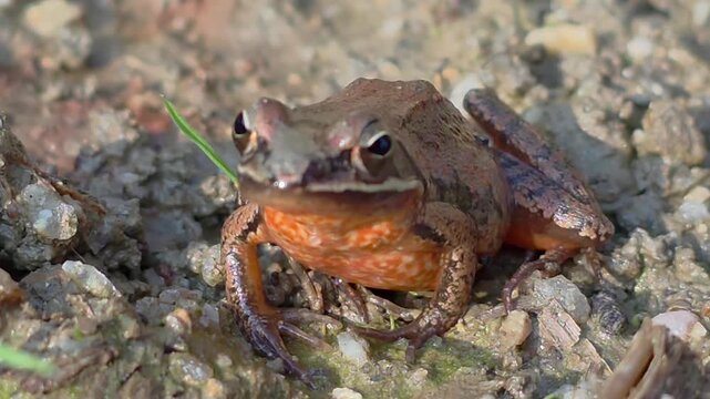 

4K 매크로 깨끗한 환경에서 발견된 한국 산개구리, 생태계 및 자연 보호3,
4K Macro Shot: Wild Asian Brown Frog (Rana) Showing Bright Orange Belly Pattern on Dirt

