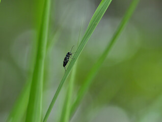 tiger beetle on a leaf