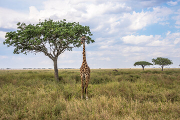 Fototapeta premium Giraffe and tree, Serengeti National Park, Tanzania