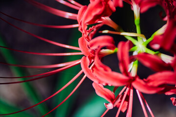 御嶽山自然の森公園　曼珠沙華4ー33