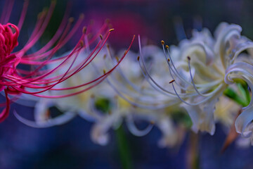 御嶽山自然の森公園　曼珠沙華4ー13