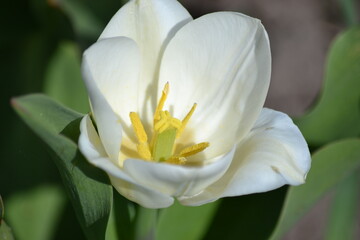 Fototapeta premium narcissus flower