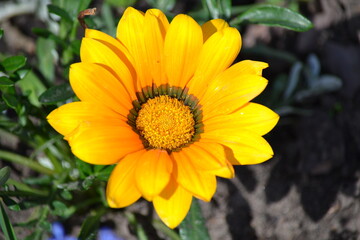 yellow flower in the garden