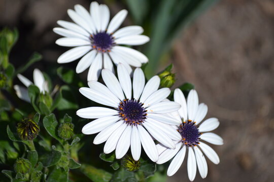white daisy flower - Powered by Adobe