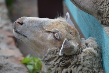 Fototapeta premium close up of a sheep