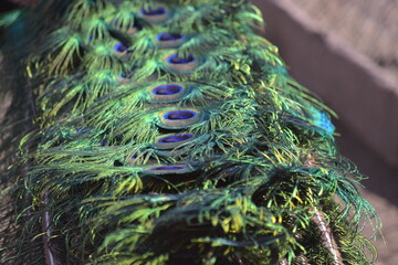 close up of a peacock feather