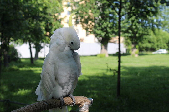 Tanimbar Cacatua goffiniana in the park hides its beak in feathers