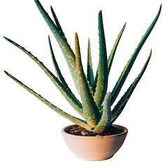 Close Up Of A Potted Aloe Vera Plant With Thick Green Leaves And A White Background Isolated
